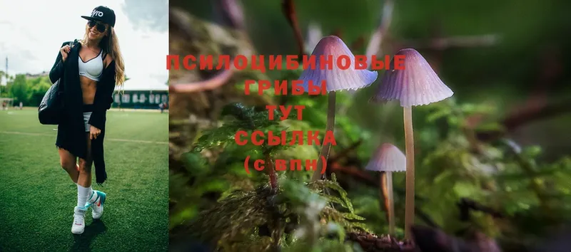 Псилоцибиновые грибы Cubensis  Коряжма 